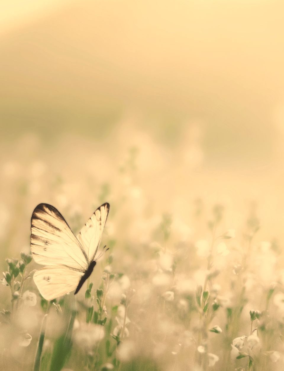 foto web (960 x 1440 px) (1)